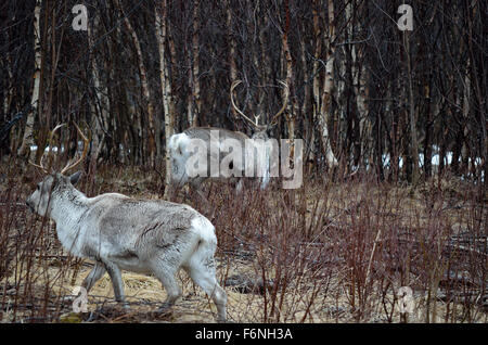 schöne wilde Arktis Rentier Herde im Wald Stockfoto