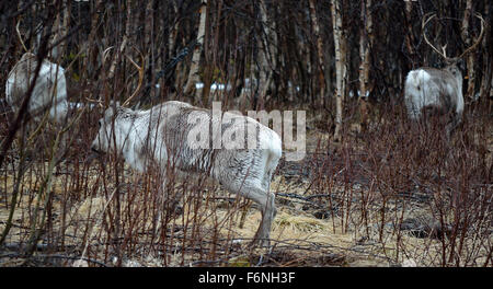 schöne wilde Arktis Rentier Herde im Wald Stockfoto