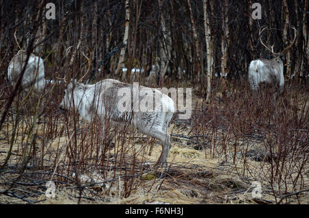 schöne wilde Arktis Rentier Herde im Wald Stockfoto