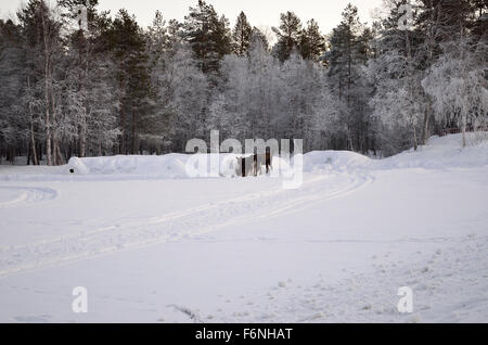 Elch-Mutter und zwei Kälber ernähren sich von Heuballen in extrem kalten schneereichen winter Stockfoto