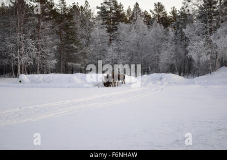 Elch-Mutter und zwei Kälber ernähren sich von Heuballen in extrem kalten schneereichen winter Stockfoto