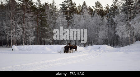 Elch-Mutter und zwei Kälber ernähren sich von Heuballen in extrem kalten schneereichen winter Stockfoto