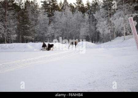 Elch-Mutter und zwei Kälber laufen in den Frost bedeckt Wald am Polarkreis Stockfoto