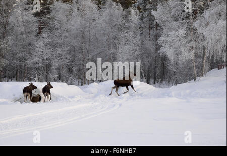 Elch-Mutter und zwei Kälber laufen in den Frost bedeckt Wald am Polarkreis Stockfoto
