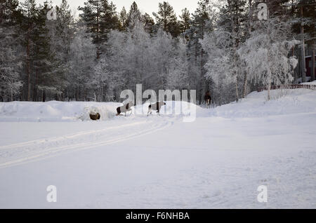 Elch-Mutter und zwei Kälber laufen in den Frost bedeckt Wald am Polarkreis Stockfoto
