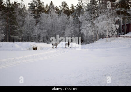 Elch-Mutter und zwei Kälber laufen in den Frost bedeckt Wald am Polarkreis Stockfoto