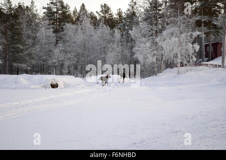 Elch-Mutter und zwei Kälber laufen in den Frost bedeckt Wald am Polarkreis Stockfoto
