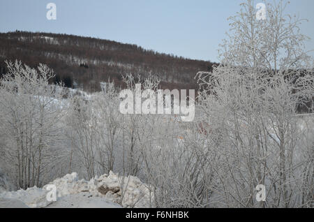 Bush in der kalten Winterzeit in Frost bedeckt. Stockfoto