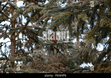 lebendige grüne Fichte Wald mit braunen Zapfen in dicken Frost im Winter abgedeckt Stockfoto