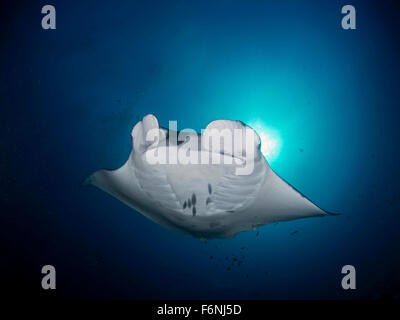 Manta Rochen und Sunburst auf den Malediven. Beim Tauchen in eine Reinigungsstation genommen. Stockfoto