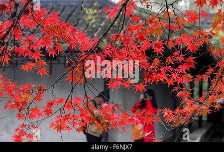 Suzhou, China Jiangsu Provinz. 17. November 2015. Menschen fotografieren der Ahornbäume im Zhuozhengyuan Garten in Suzhou City, Ost-China Jiangsu Province, 17. November 2015. Bildnachweis: Wang Rezeptoren/Xinhua/Alamy Live-Nachrichten Stockfoto