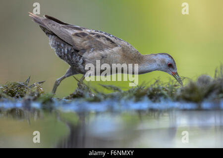 Little Crake (Porzana Parva), Männlich, laufende, aquatische Pflanzen, Nationalpark Kiskunság, Ungarn Stockfoto