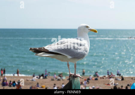 Nahaufnahme von einer Möwe stehend auf Holz in Brighton Beach. Stockfoto