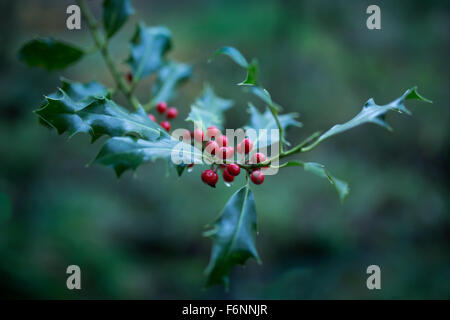 Holly Ast mit roten Beeren. Stockfoto