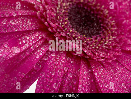 Rosa Gerbera Blume isoliert auf weißem Hintergrund Stockfoto