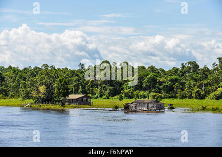 Überflutete Wald, aus dem Boot auf dem Amazonas in Brasilien gesehen. Stockfoto