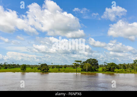 Überflutete Wald, aus dem Boot auf dem Amazonas in Brasilien gesehen. Stockfoto