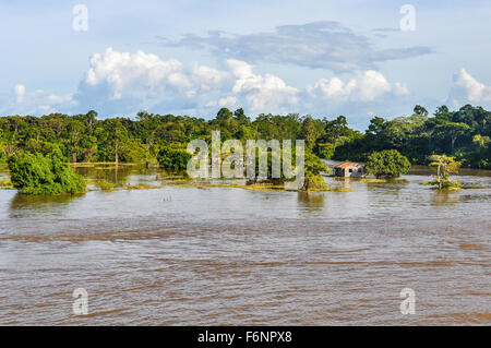 Überflutete Wald, aus dem Boot auf dem Amazonas in Brasilien gesehen. Stockfoto