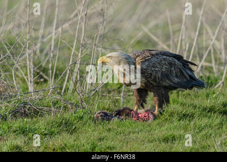 Seeadler Haliaeetus Horste, White Tailed Eagle Stockfoto