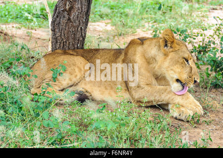 Lion lecken selbst in den Tarangire Nationalpark, Tansania Stockfoto