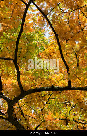 Metasequoia Glyptostroboides. Dawn Redwood-Baum im Herbst bei RHS Wisley Gardens, Surrey, England Stockfoto