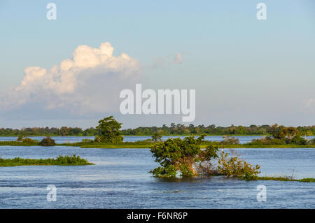 Überflutete Wald, aus dem Boot auf dem Amazonas in Brasilien gesehen. Stockfoto