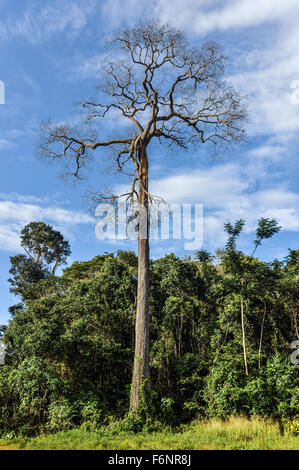 Toter Baum im Amazonas-Regenwald in der Nähe von Santarem, Brasilien Stockfoto