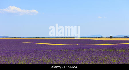 Lavendel Blumen blühen, Feld, Weizenlinien und Bäume. Panorama-Fotografie in Plateau de Valensole, Provence, Frankreich, Europa. Stockfoto