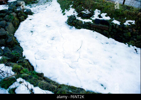 Zeichen der Bank Wühlmaus Tunnel Auftauen, Schnee und Eis in einem Garten in Schottland Stockfoto