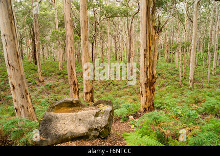 Baylingup Karri Baum Wälder in Western Australia Stockfoto