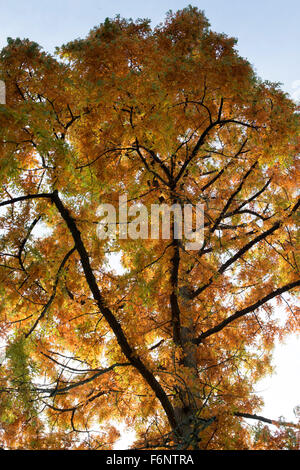 Metasequoia Glyptostroboides. Dawn Redwood-Baum im Herbst bei RHS Wisley Gardens, Surrey, England Stockfoto