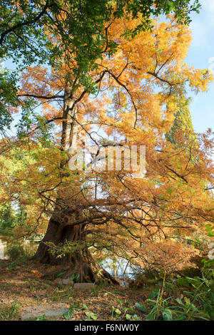 Metasequoia Glyptostroboides. Dawn Redwood-Baum im Herbst bei RHS Wisley Gardens, Surrey, England Stockfoto