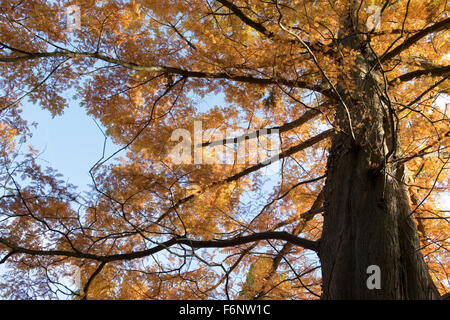 Metasequoia Glyptostroboides. Dawn Redwood-Baum im Herbst bei RHS Wisley Gardens, Surrey, England Stockfoto