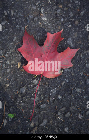 Rotes Ahornblatt auf einem Gehweg in Prospect Park, Brooklyn, NY gefallen. Stockfoto