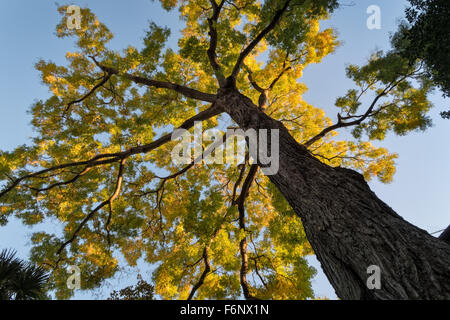 Großer Baum in der Peggy Guggenheim Collection, Venedig, Italien. Stockfoto