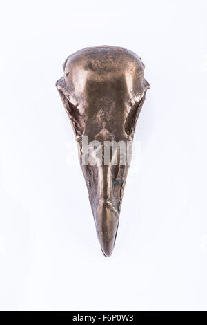 isolierte Messing Krähe scull Stockfoto