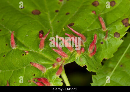 Kalk-Nagel-Gall-Milbe, Kalk Nagel Gall, Signalhorn Gall, Linden-Gallmilbe, Gallmilbe, Galle, Lindengallmilbe, Gallen, Eriophyes Tiliae Stockfoto