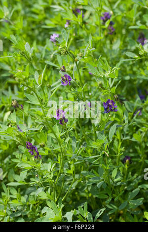 Luzern, Luzern, Saat-Luzerne, Saatluzerne, Luzerne, Schneckenklee, Medicago Sativa Stockfoto