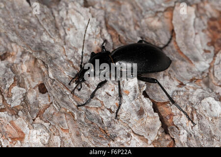 Glatten Boden Käfer, Glatter Laufkäfer, Glatt-Laufkäfer, Carabus Glabratus, Oreocarabus glabratus Stockfoto