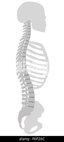 Menschliche Wirbelsäule, Schädel, Thorax und Beckenknochen - Vertikalschnitt. Abbildung auf weißem Hintergrund. Stockfoto