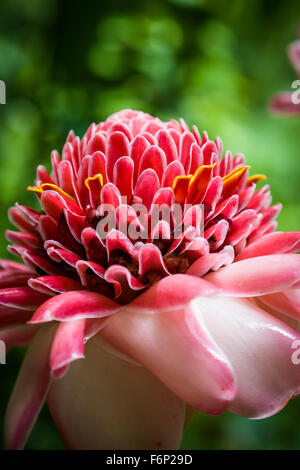 Nahaufnahme der Fackel Ingwer oder Wachs Rose (Etlingeria Elatior) wächst in der Diamond Botanical Gardens in Soufrière, St. Lucia. Stockfoto