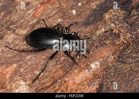 Glatten Boden Käfer, Glatter Laufkäfer, Glatt-Laufkäfer, Carabus Glabratus, Oreocarabus glabratus Stockfoto