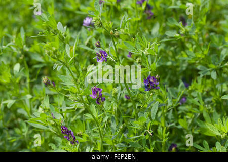 Luzern, Luzern, Saat-Luzerne, Saatluzerne, Luzerne, Schneckenklee, Medicago Sativa Stockfoto