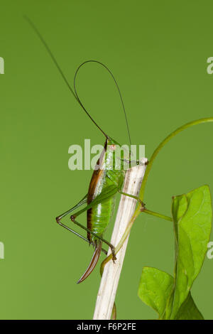 Kurz-winged Conehead, Weiblich, Kurzflügelige Schwertschrecke, Kurzflüglige Weibchen, Conocephalus Dorsalis Xiphidion Dorsalis Stockfoto