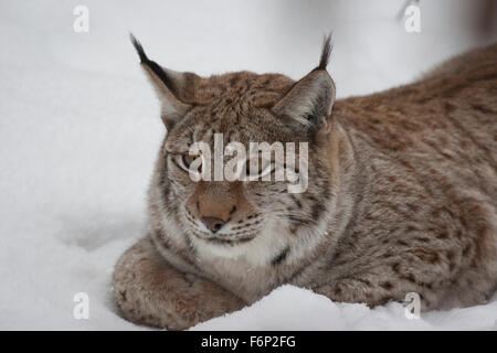 Eurasischer Luchs, Schnee, Luchs, Nordluchs, Nord-Luchs, Eurasischer Luchs, Winter, Schnee, Lynx Lynx, Felis Lynx Lynx Europatages Stockfoto