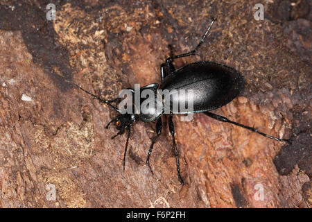 Glatten Boden Käfer, Glatter Laufkäfer, Glatt-Laufkäfer, Carabus Glabratus, Oreocarabus glabratus Stockfoto
