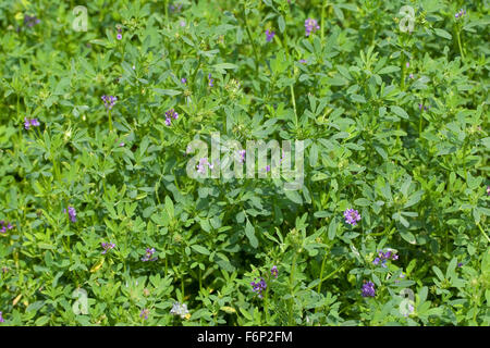 Luzern, Luzern, Saat-Luzerne, Saatluzerne, Luzerne, Schneckenklee, Medicago Sativa Stockfoto