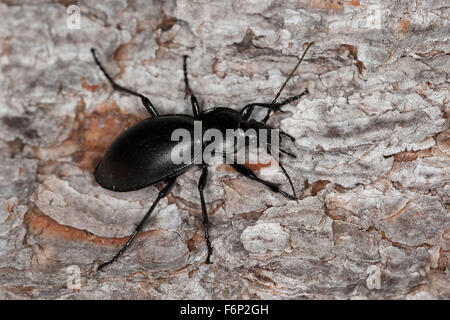 Glatten Boden Käfer, Glatter Laufkäfer, Glatt-Laufkäfer, Carabus Glabratus, Oreocarabus glabratus Stockfoto