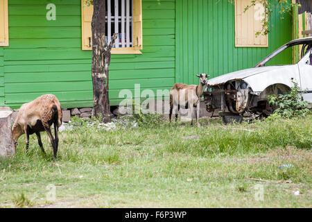 Zwei Ziegen grasen neben einem rostigen Wrack eines Autos und einem kleinen Holzhaus in Gros Islet, St. Lucia. Stockfoto