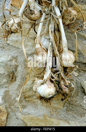 KNOBLAUCH ZWIEBELN ODER PFLANZEN TROCKNEN GEGEN EINE STEINMAUER AUF EINEM FRANZÖSISCHEN BAUERNHOF Stockfoto